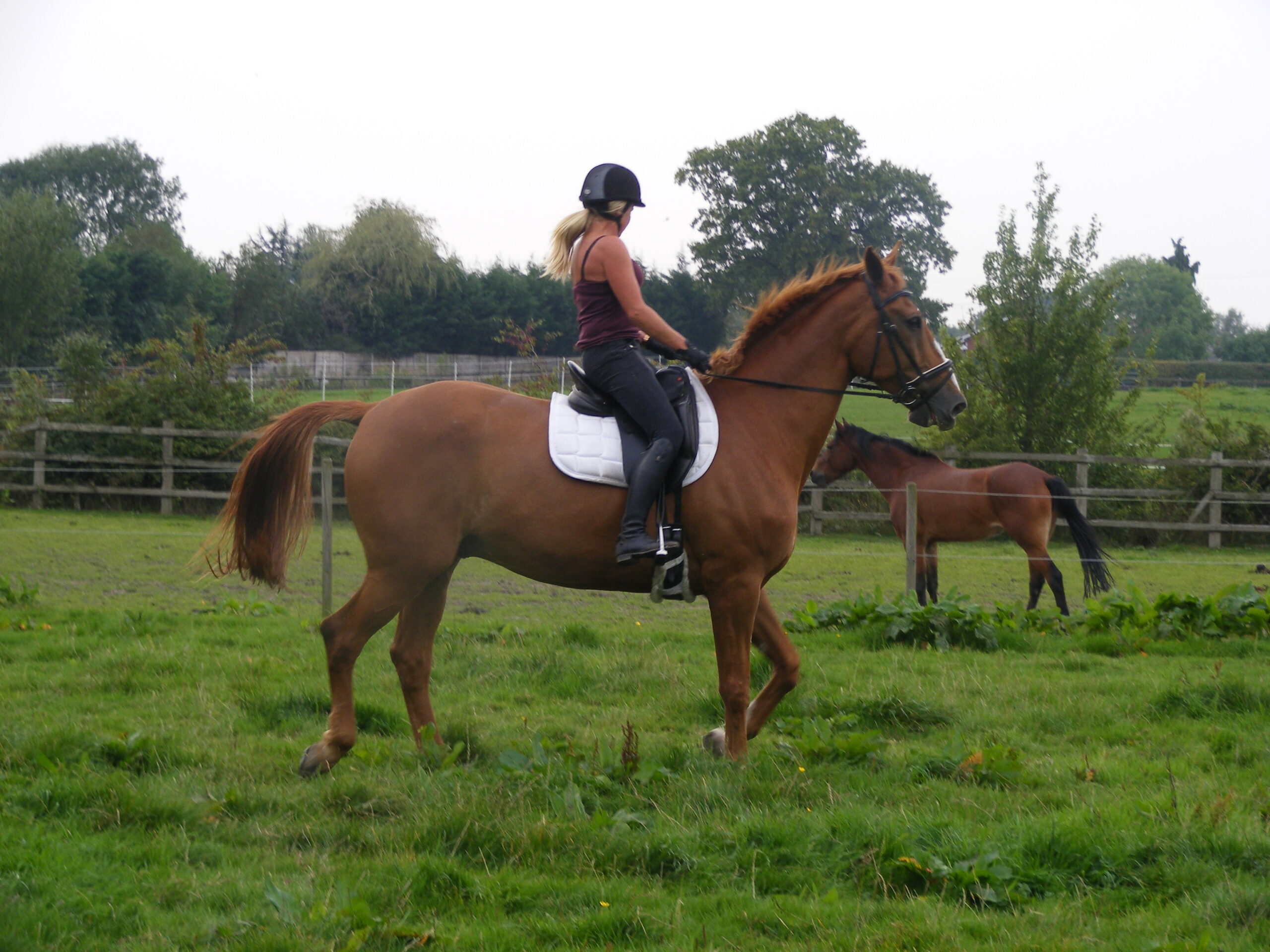 Horse riding in the field